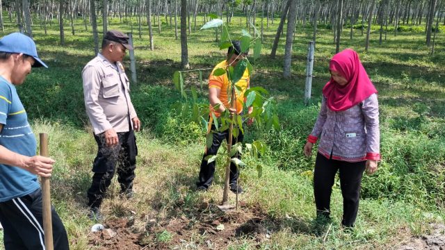 Hijaukan Serbelawan Sekaligus Dongkrak UMKM! Camat Dolok Batu Nanggar Tanam 100 Pohon Melinjo Bersama Warga dan Swasta