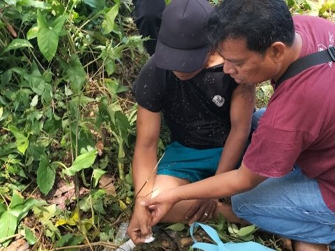 Residivis Sabu Nekat Lompat Tembok, Akhirnya Tersungkur di Ladang Ubi Dibekuk Polsek Dolok Batu Nanggar