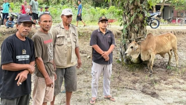 Pemkab Simalungun Serahkan Hewan Kurban untuk Masyarakat Aek Suha, Wujud Kepedulian dan Kebersamaan di Hari Raya Idul Adha
