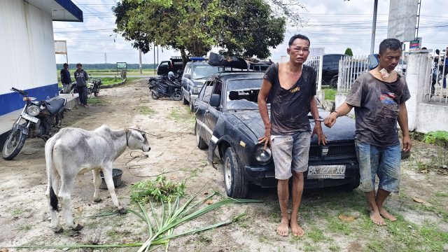 Dua Pencuri Anak Lembu di Dolok Batunanggar Berhasil Dibekuk Usai Kabur dan Tabrak Pengendara