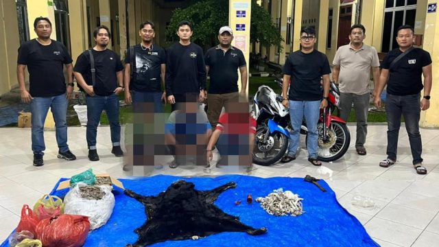 Satreskrim Polres Simalungun Bongkar Perdagangan Satwa Dilindungi. 30 Kg Sisik Trenggiling hingga Kulit Beruang Disita