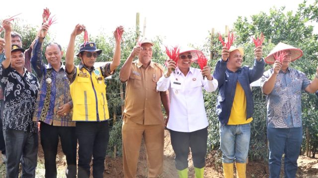 Panen Raya Cabai Lokal Siboras, Bupati Anton Achmad Saragih Dorong Komoditas Unggulan Jadi Penggerak Ekonomi dan Kesejahteraan Petani