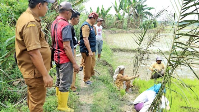Tingkatkan Produksi Pertanian, Kepala BPBD Simalungun Tinjau Dua Bendung yang Rusak Akibat Bencana Banjir di Kecamatan Ujung Padang