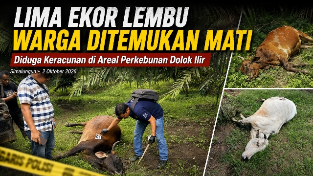 Lima Ekor Lembu Warga Ditemukan Mati di Areal Perkebunan Dolok Ilir, Diduga Keracunan