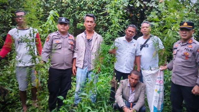 Bukan Tanaman Biasa..! 12 Batang Ganja Dicabut Polisi dari Ladang Warga di Simpang Raya Dasma