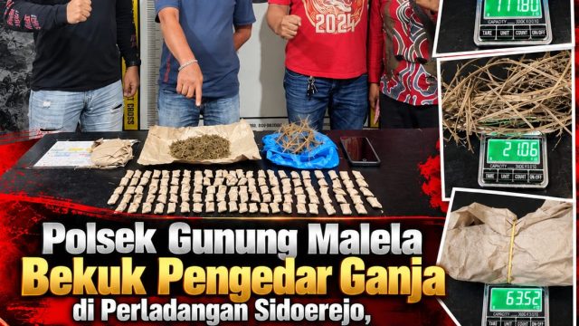Polsek Gunung Malela Bekuk Terduga Pengedar Ganja di Perladangan Sidoerejo, 114 Paket Disita!